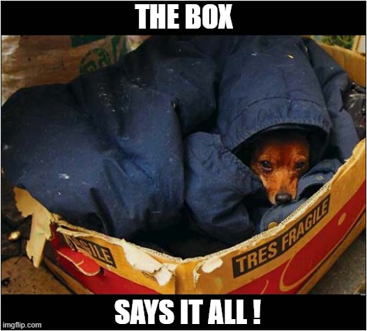 A Very Fragile Dog | THE BOX; SAYS IT ALL ! | image tagged in dogs,fragile | made w/ Imgflip meme maker