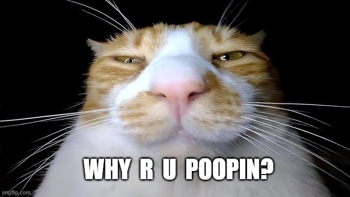 why r u poopin | WHY  R  U  POOPIN? | image tagged in why r u poopin,pooping,funny cats | made w/ Imgflip meme maker