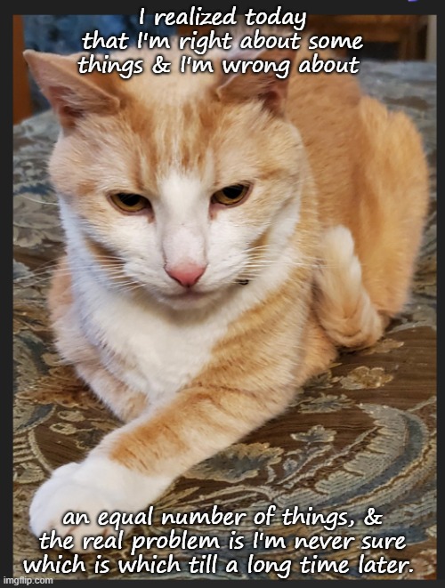 The real problem | I realized today that I'm right about some things & I'm wrong about; an equal number of things, & the real problem is I'm never sure which is which till a long time later. | image tagged in cats are awesome | made w/ Imgflip meme maker