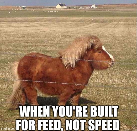 When You're Built For Feed Not Speed | WHEN YOU'RE BUILT FOR FEED, NOT SPEED | image tagged in chrisjoines1 | made w/ Imgflip meme maker