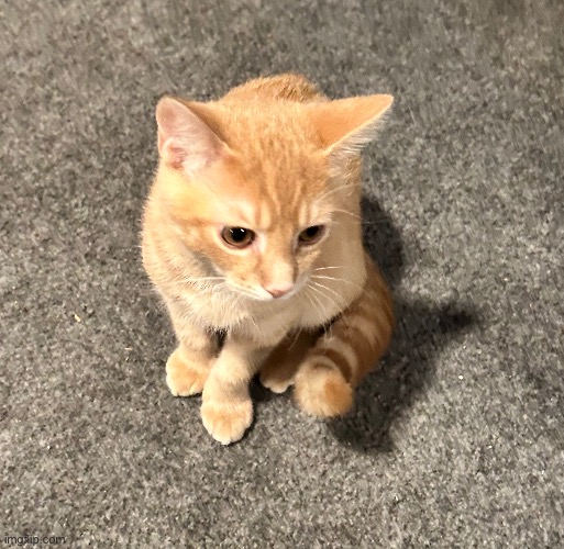 my friends kitty! | made w/ Imgflip meme maker