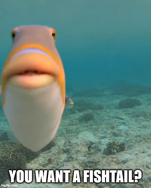 staring fish | YOU WANT A FISHTAIL? | image tagged in staring fish | made w/ Imgflip meme maker