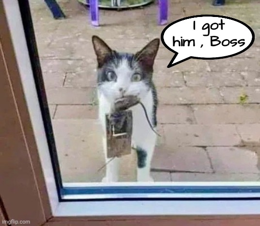 Who said Cats are lazy ? | I got
him , Boss | image tagged in cool cat stroll,look at me,we hate meeses to pieces,exterminator,well yes but actually no,may god forgive you but i won't | made w/ Imgflip meme maker