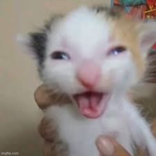 Happy cat | image tagged in happy cat | made w/ Imgflip meme maker