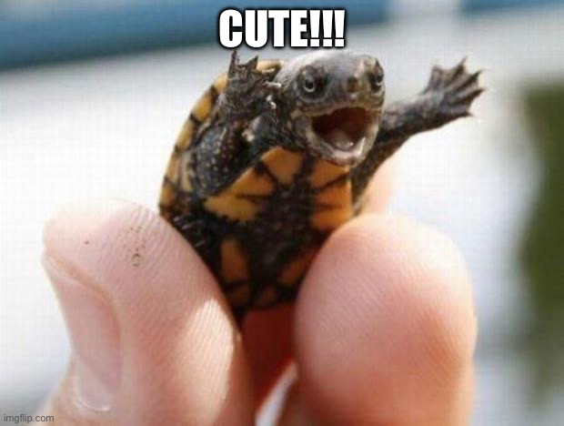 happy baby turtle | CUTE!!! | image tagged in happy baby turtle | made w/ Imgflip meme maker