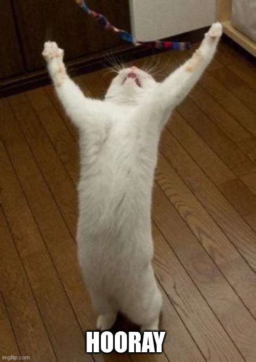 Hooray Cat | HOORAY | image tagged in hooray cat | made w/ Imgflip meme maker