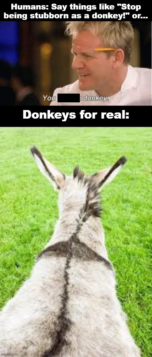They have a natural cross pattern on their backs thanks to Jesus. | Humans: Say things like "Stop being stubborn as a donkey!" or... Donkeys for real: | image tagged in god,jesus christ,donkeys,holiness,reality | made w/ Imgflip meme maker