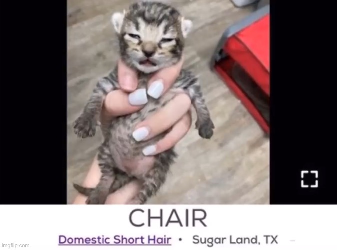 here’s the link to confessions early shhh | image tagged in chair | made w/ Imgflip meme maker