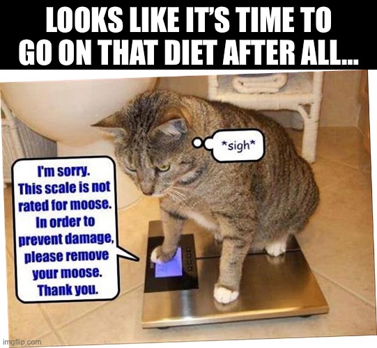 His idea of a “diet” is getting rid of that scale… | LOOKS LIKE IT’S TIME TO GO ON THAT DIET AFTER ALL… | image tagged in cats,scale,diet | made w/ Imgflip meme maker