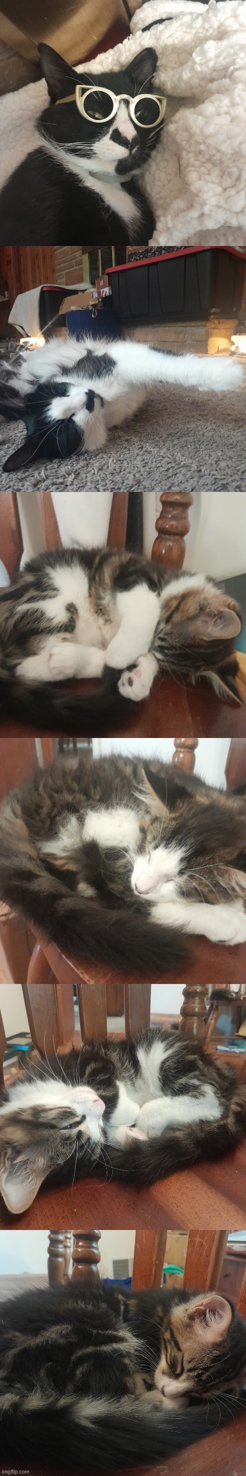 all 6 of my kitty cats :3 | made w/ Imgflip meme maker