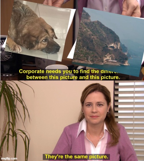 Dog Head | image tagged in memes,they're the same picture | made w/ Imgflip meme maker