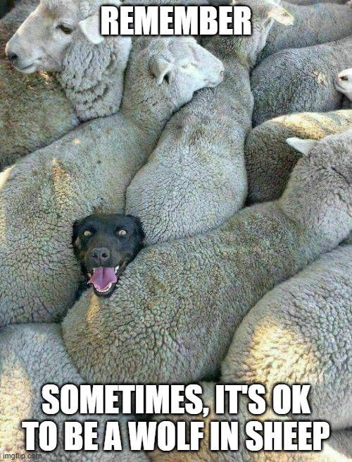 Wolf in Sheep | REMEMBER; SOMETIMES, IT'S OK TO BE A WOLF IN SHEEP | image tagged in dogs | made w/ Imgflip meme maker