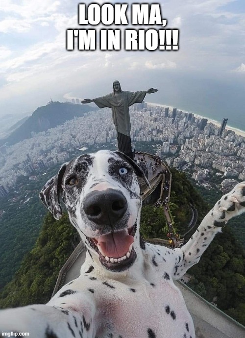 Rio Mutt | LOOK MA, I'M IN RIO!!! | image tagged in dogs | made w/ Imgflip meme maker