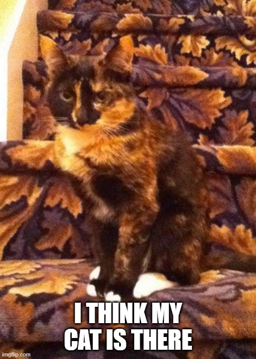 Camo Cat | I THINK MY CAT IS THERE | image tagged in cats | made w/ Imgflip meme maker