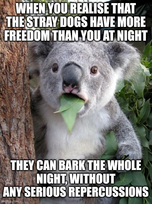 Dog doing the Night Shift, please go to sleep | WHEN YOU REALISE THAT THE STRAY DOGS HAVE MORE FREEDOM THAN YOU AT NIGHT; THEY CAN BARK THE WHOLE
NIGHT, WITHOUT ANY SERIOUS REPERCUSSIONS | image tagged in memes,surprised koala | made w/ Imgflip meme maker