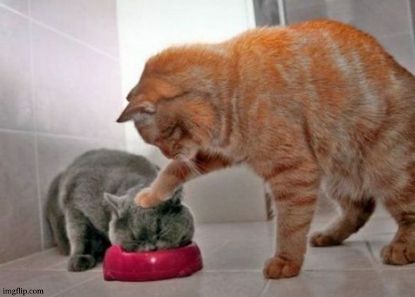 Force feed cat | image tagged in force feed cat | made w/ Imgflip meme maker