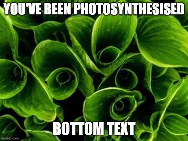 You've Been Photosynthesised | YOU'VE BEEN PHOTOSYNTHESISED; BOTTOM TEXT | image tagged in plants | made w/ Imgflip meme maker