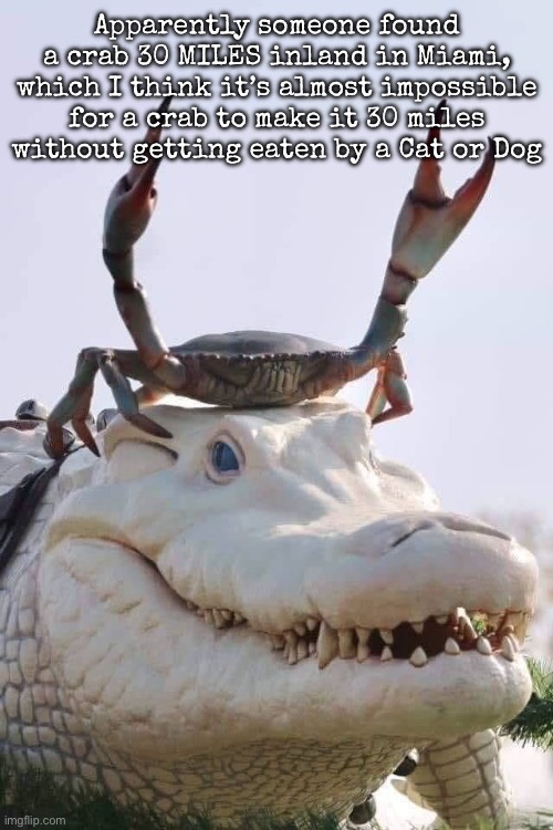 Crab on Crocodile | Apparently someone found a crab 30 MILES inland in Miami, which I think it’s almost impossible for a crab to make it 30 miles without getting eaten by a Cat or Dog | image tagged in crab on crocodile,msmg | made w/ Imgflip meme maker