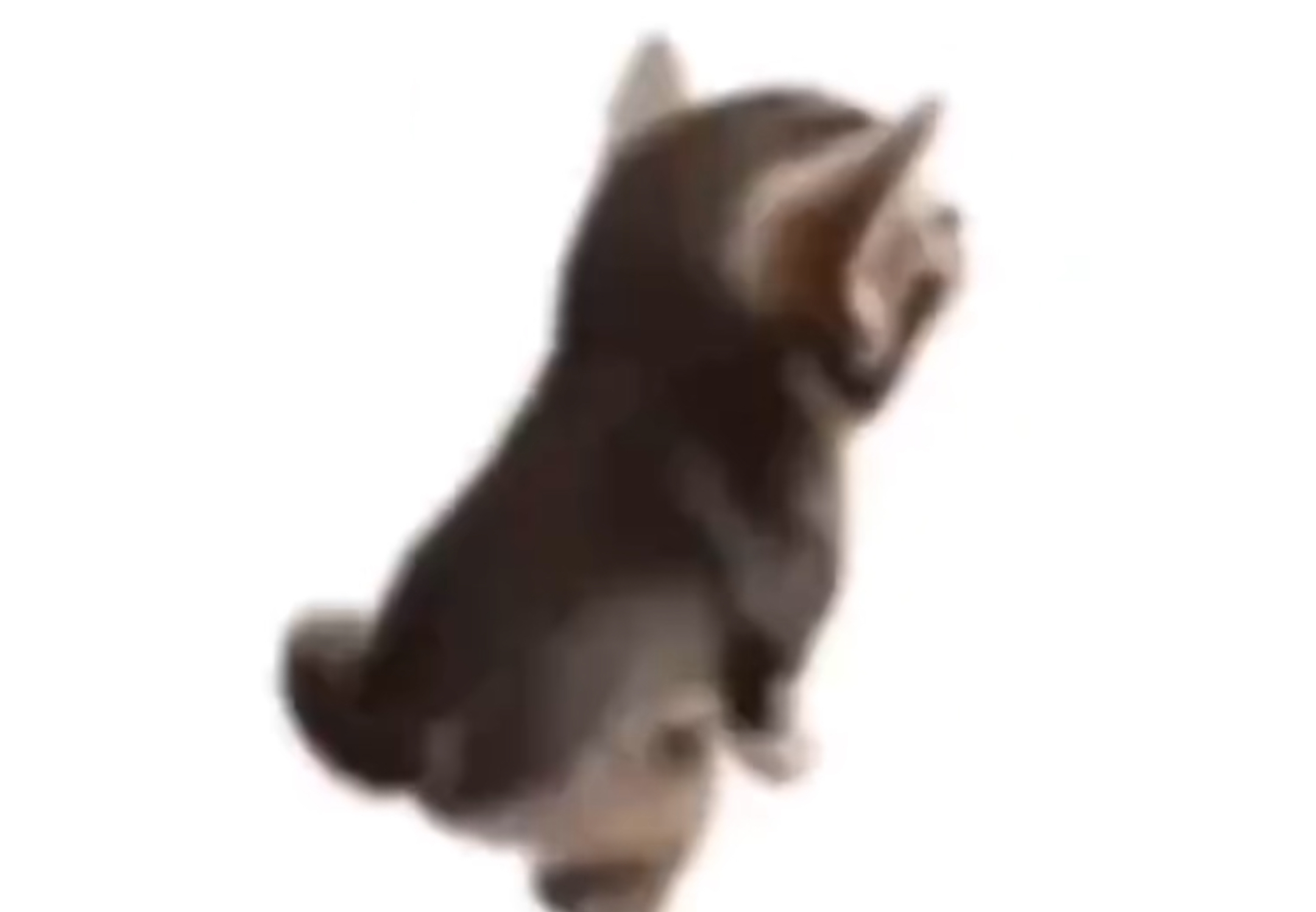 High Quality Side el gatito Blank Meme Template