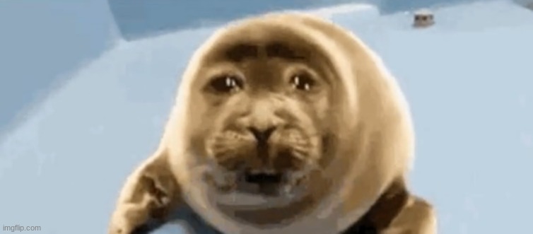 sad seal | image tagged in sad seal | made w/ Imgflip meme maker