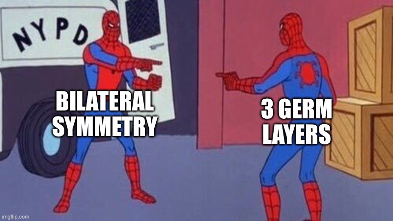 spiderman pointing at spiderman | BILATERAL SYMMETRY; 3 GERM LAYERS | image tagged in spiderman pointing at spiderman | made w/ Imgflip meme maker