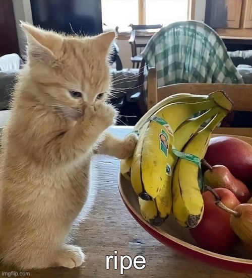 Something stinks in suburbia. | ripe | image tagged in funny cat memes | made w/ Imgflip meme maker