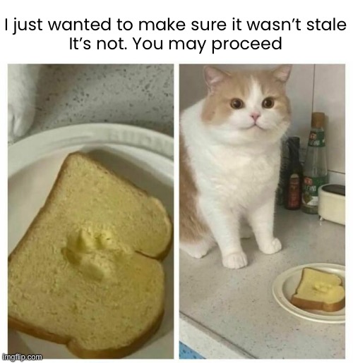 Quality Control | I just wanted to make sure it wasn’t stale
It’s not. You may proceed | image tagged in funny cat memes | made w/ Imgflip meme maker