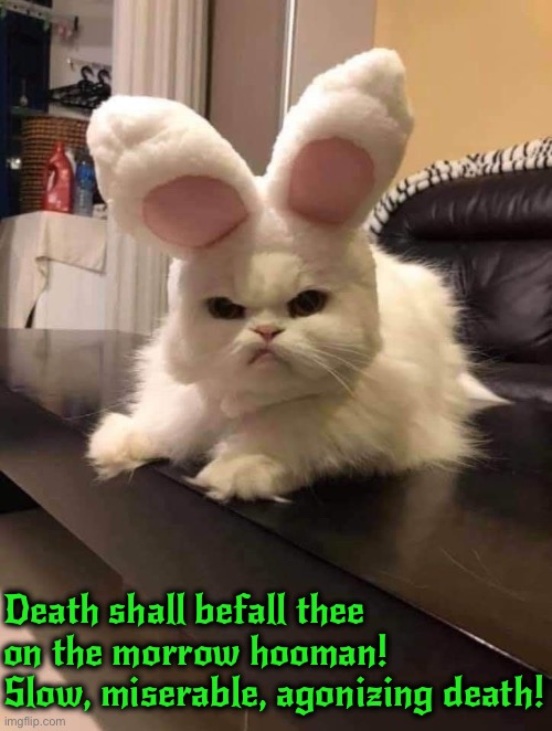 Death On The Morrow | Death shall befall thee on the morrow hooman! Slow, miserable, agonizing death! | image tagged in funny cats,cats,angry cat,bunny,pissed off,so you have chosen death | made w/ Imgflip meme maker