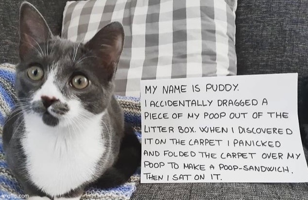 Another Shameless Turd | image tagged in pet shaming,shameless,turd,cats,funny cats,fun | made w/ Imgflip meme maker