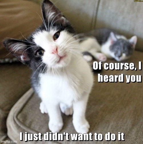 I Just Didn't Want To | image tagged in cats,funny cats,fun,ignore,no i dont think i will,i dont care | made w/ Imgflip meme maker