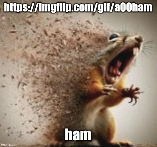 ham | https://imgflip.com/gif/a00ham; ham | image tagged in badass squirrel disintegrating | made w/ Imgflip meme maker