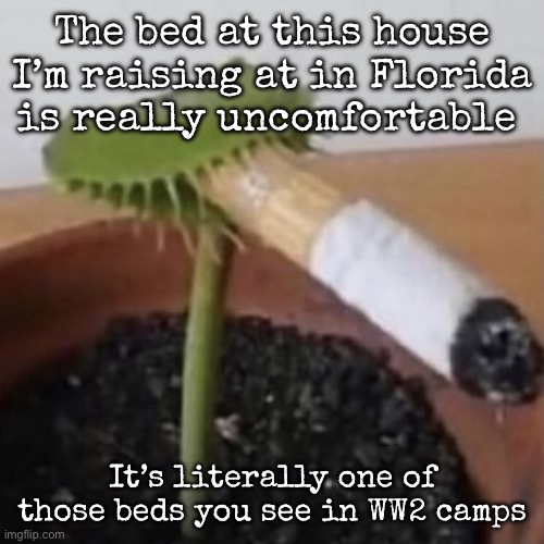 Fuck this state | The bed at this house I’m raising at in Florida is really uncomfortable; It’s literally one of those beds you see in WW2 camps | image tagged in plant weeds,msmg | made w/ Imgflip meme maker