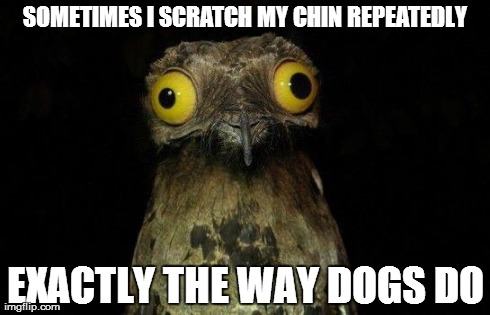 Crazy eyed bird | SOMETIMES I SCRATCH MY CHIN REPEATEDLY EXACTLY THE WAY DOGS DO | image tagged in crazy eyed bird,AdviceAnimals | made w/ Imgflip meme maker