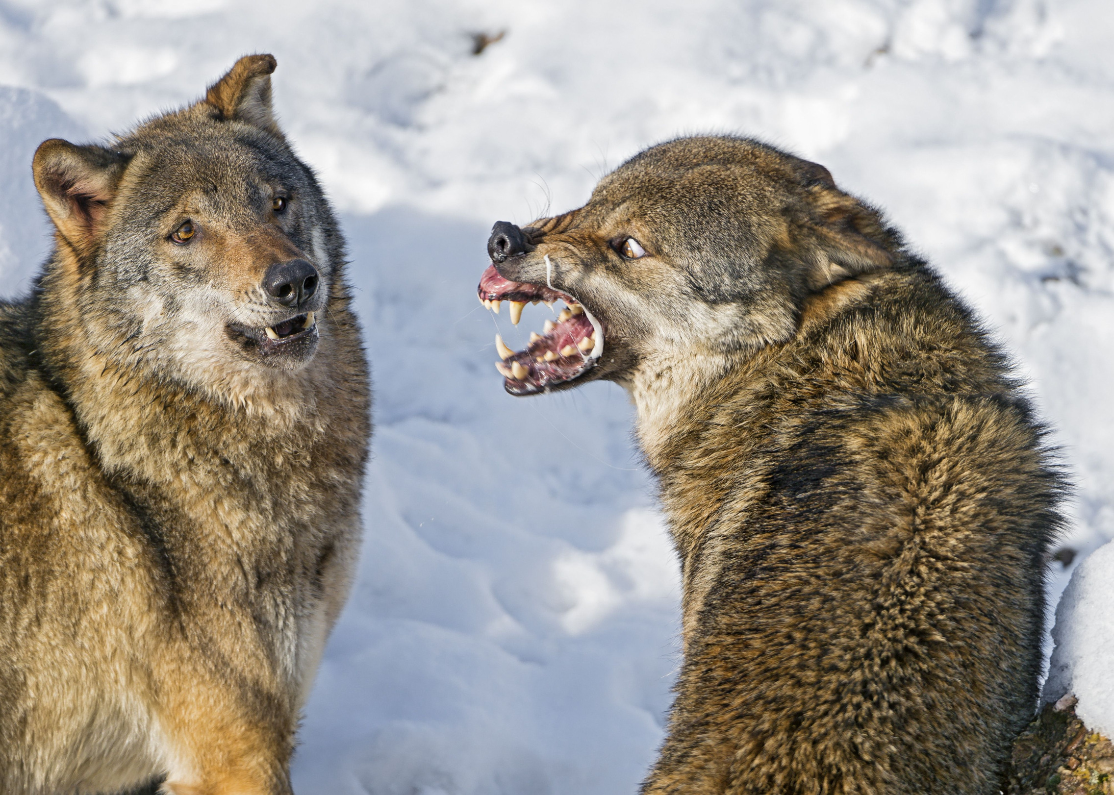 Wolf Snarling at Wolf Blank Meme Template