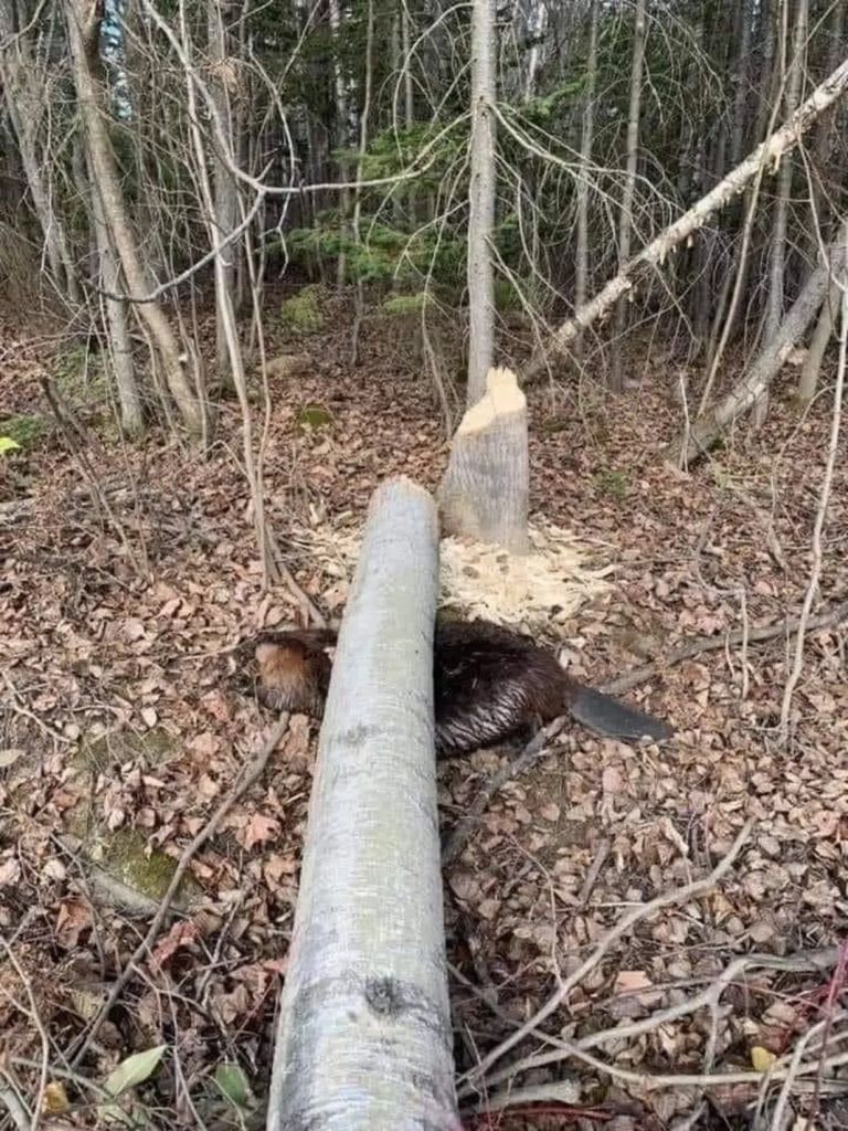 Beaver Blank Meme Template