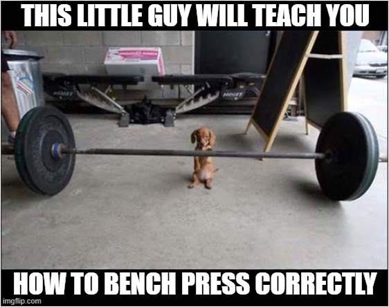 I Would Listen To This Instructor ! | THIS LITTLE GUY WILL TEACH YOU; HOW TO BENCH PRESS CORRECTLY | image tagged in dogs,puppy,weight lifting | made w/ Imgflip meme maker