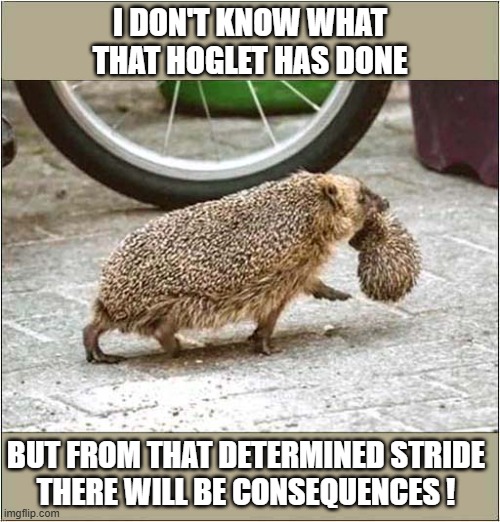 There May Be Trouble Ahead ... | I DON'T KNOW WHAT THAT HOGLET HAS DONE; BUT FROM THAT DETERMINED STRIDE
THERE WILL BE CONSEQUENCES ! | image tagged in hedgehog,hoglet,trouble | made w/ Imgflip meme maker