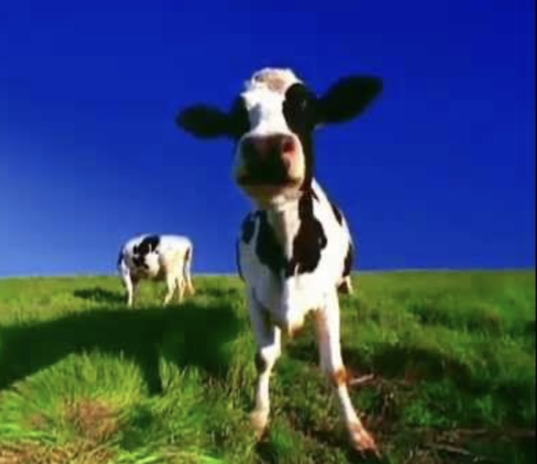 Cfa cow Blank Meme Template