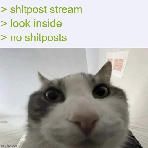 green text cat | > shitpost stream; > look inside; > no shitposts | image tagged in green text cat | made w/ Imgflip meme maker