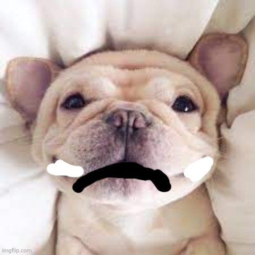 a happy doggo | image tagged in a happy doggo | made w/ Imgflip meme maker
