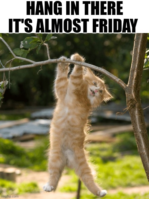 Hang In There It's Almost Friday | HANG IN THERE IT'S ALMOST FRIDAY | image tagged in chrisjoines1 | made w/ Imgflip meme maker