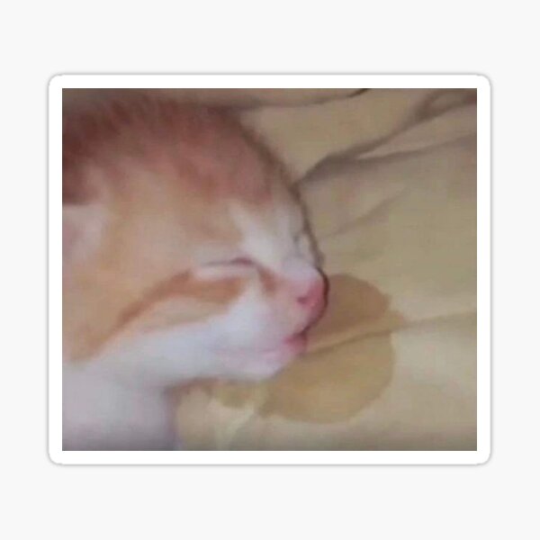Eepy kitten Blank Meme Template