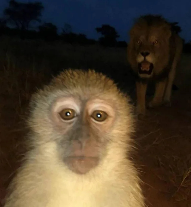Monkey is cooked Blank Meme Template