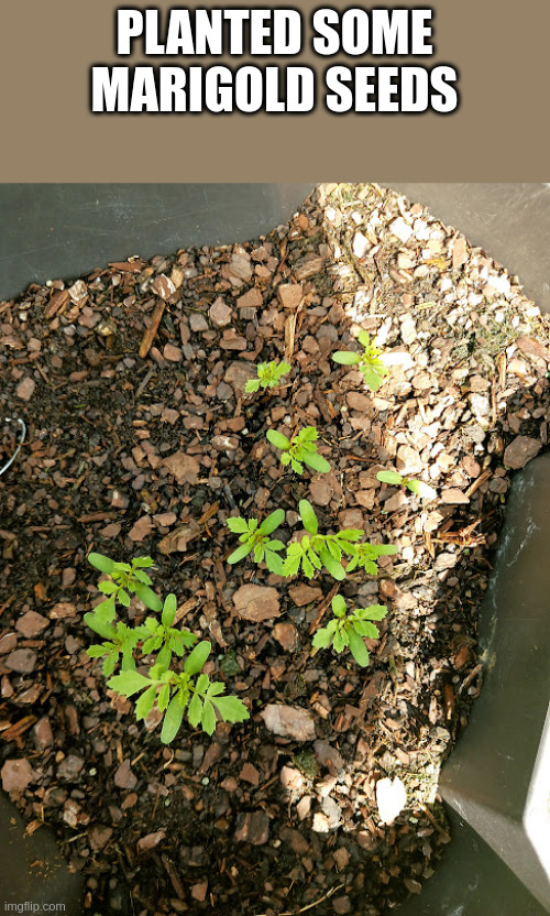 PLANTED SOME MARIGOLD SEEDS | made w/ Imgflip meme maker