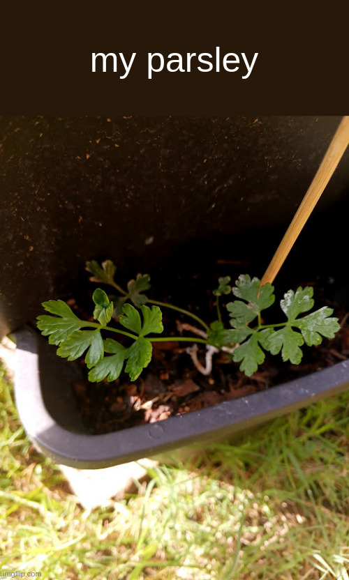 my parsley | made w/ Imgflip meme maker