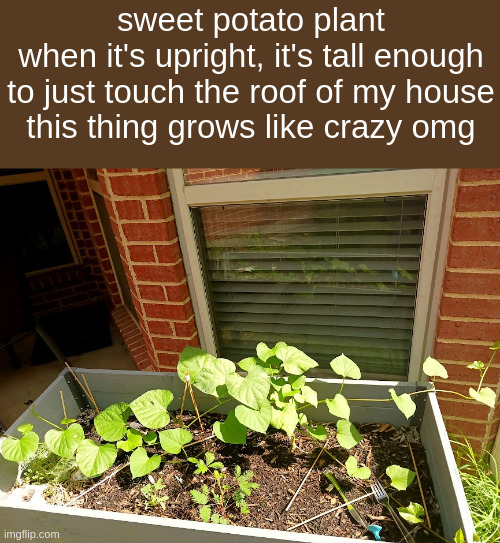 sweet potato plant

when it's upright, it's tall enough to just touch the roof of my house

this thing grows like crazy omg | made w/ Imgflip meme maker