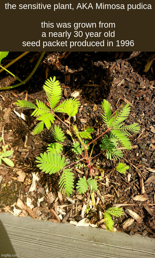the sensitive plant, AKA Mimosa pudica
 
this was grown from a nearly 30 year old seed packet produced in 1996 | made w/ Imgflip meme maker