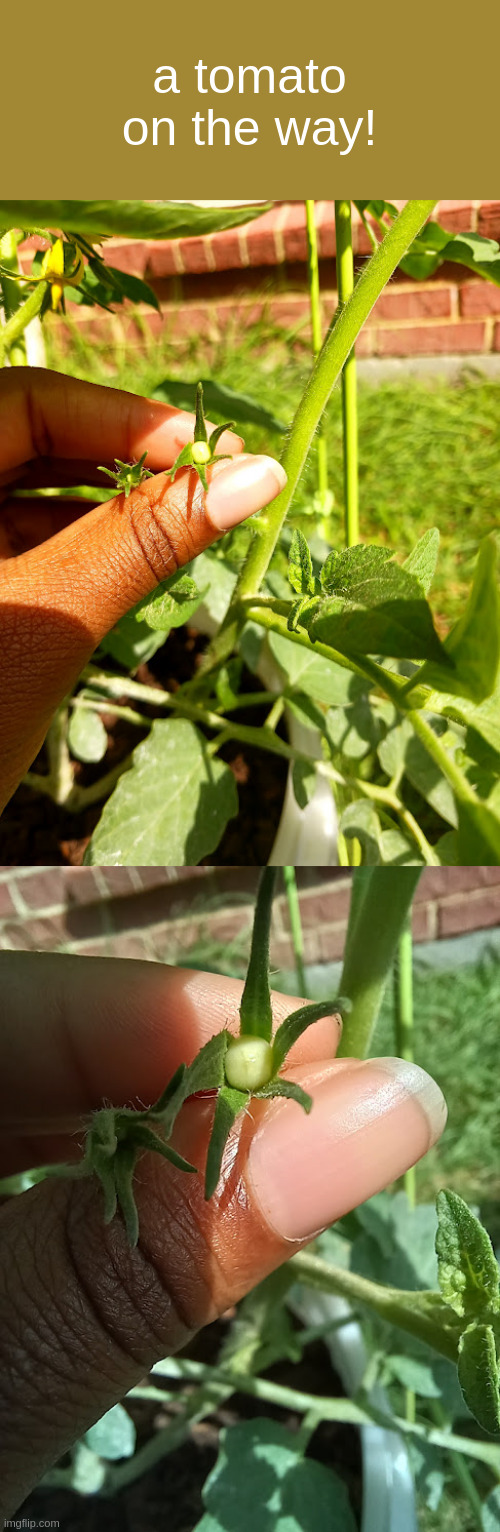 a tomato on the way! | made w/ Imgflip meme maker