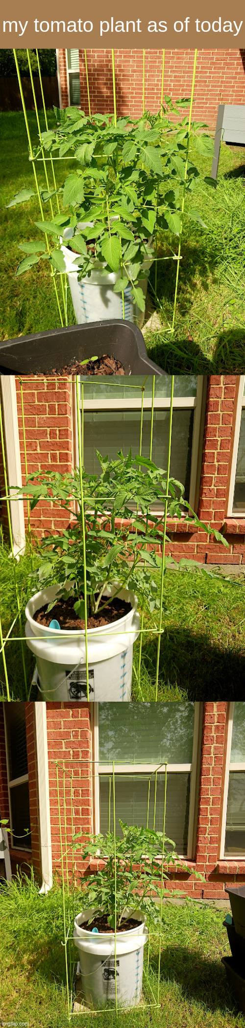 this thing is a monster, cant believe i grew it from seed | my tomato plant as of today | made w/ Imgflip meme maker