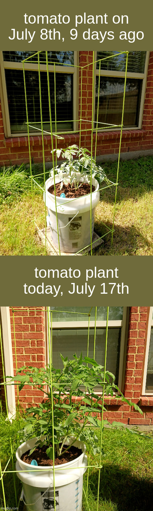 WTFF | tomato plant on July 8th, 9 days ago; tomato plant today, July 17th | made w/ Imgflip meme maker